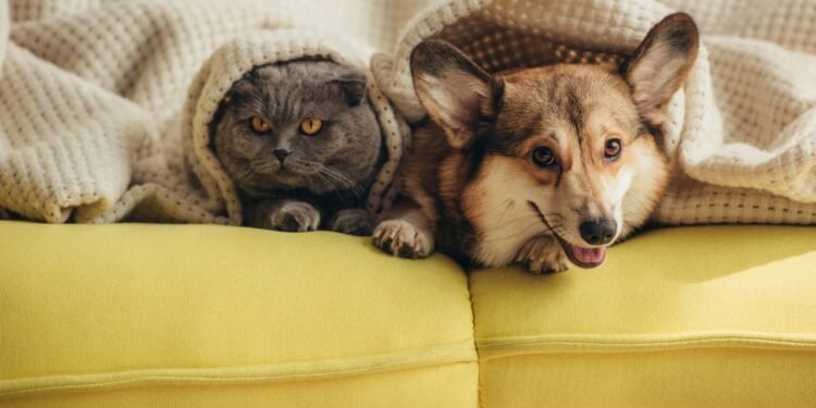 Créditos: depositphotos.com / AllaSerebrina