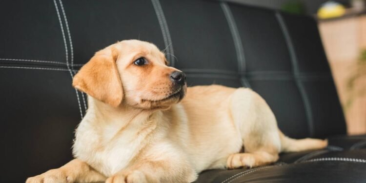 Estimular o olfato do seu cachorro pode melhorar a saúde; veja