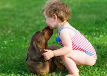 Lambida de cachorro: carinho ou comunicação química?