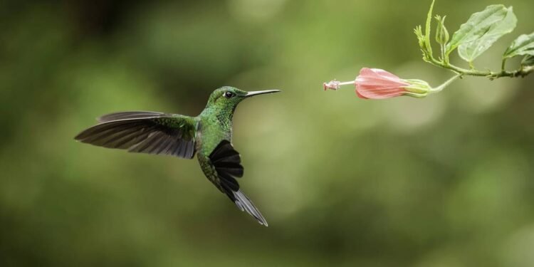 Créditos: depositphotos.com / bberry