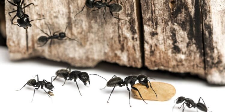 Créditos: depositphotos.com / lifeonwhite