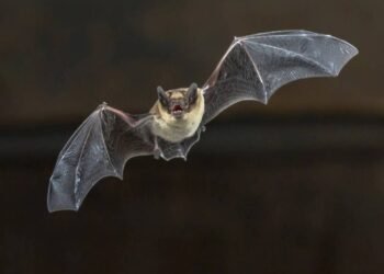 Morcego-raposa-voadora e mais: quem são os hospedeiros do vírus Nipah