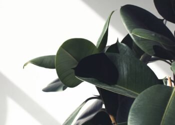 Rica em ferro e cálcio, planta ganha destaque por benefícios à saúde