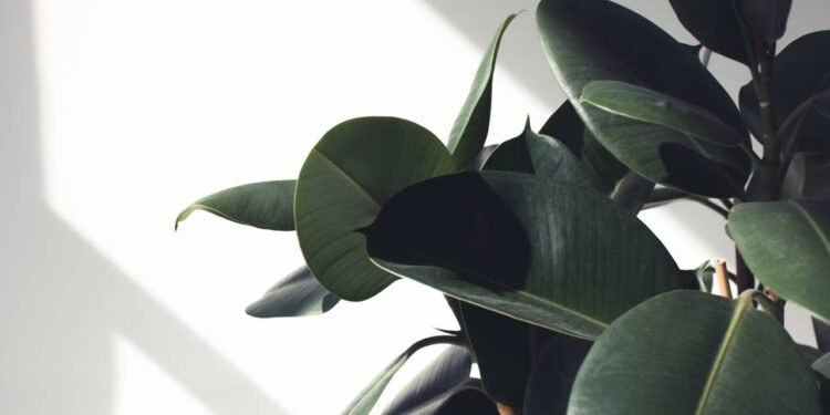 Rica em ferro e cálcio, planta ganha destaque por benefícios à saúde