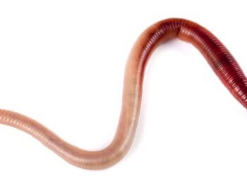 Parasita de cobra é achado em cérebro humano pela 1ª vez