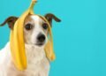 Afinal, cachorro pode comer banana à vontade? Saiba os riscos