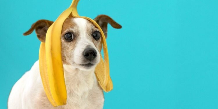 Afinal, cachorro pode comer banana à vontade? Saiba os riscos