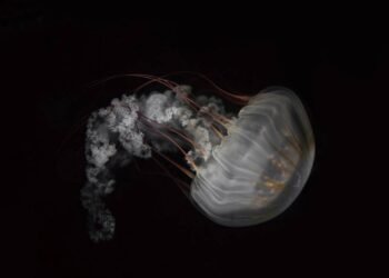 Saiba como funciona o ciclo da água-viva que é conhecida por ser imortal