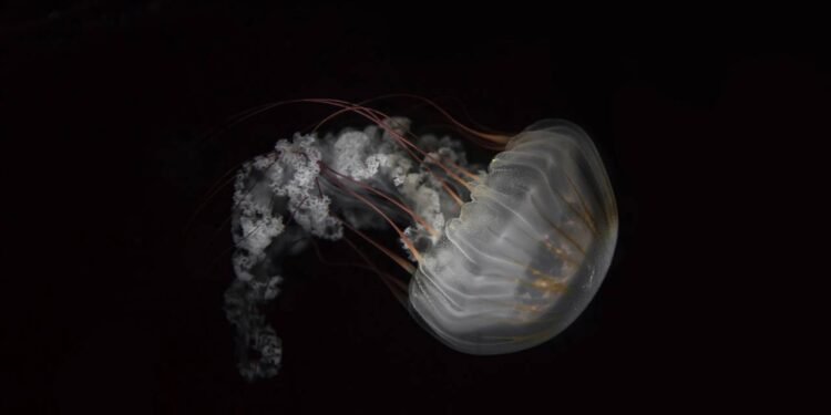 Saiba como funciona o ciclo da água-viva que é conhecida por ser imortal