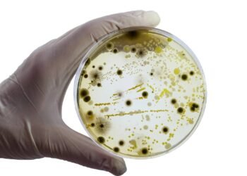 A regra dos 5 segundos é real? O que a ciência diz sobre a comida que cai no chão