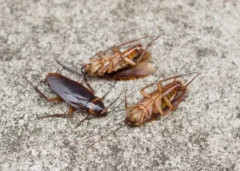 No mundo dos sonhos, baratas podem simbolizar desde resiliência até sentimentos de culpa e sujeira; entenda as principais interpretações