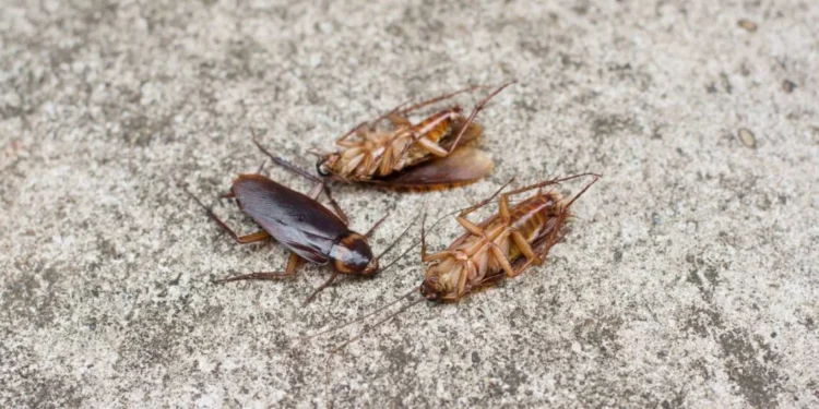 No mundo dos sonhos, baratas podem simbolizar desde resiliência até sentimentos de culpa e sujeira; entenda as principais interpretações