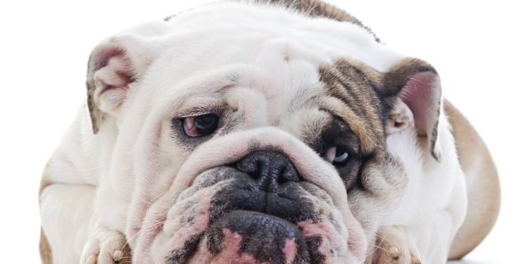 Você sabia? Cachorro também pode ter depressão