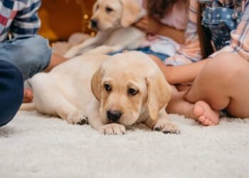 Repelente caseiro para cachorro: solução natural contra pulgas e carrapatos