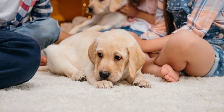 Créditos: depositphotos.com / alebloshka