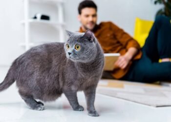 A física por trás do reflexo que faz os gatos quase sempre caírem em pé