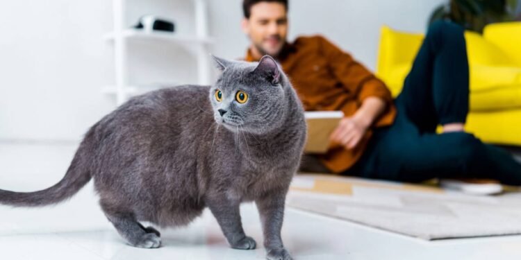 A física por trás do reflexo que faz os gatos quase sempre caírem em pé