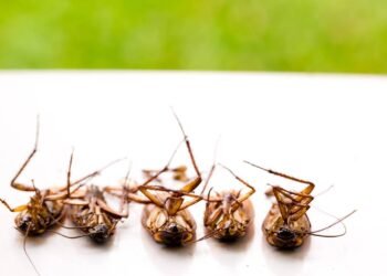 Baratas: 5 doenças que o inseto pode transmitir aos humanos