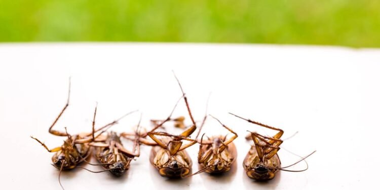 Baratas: 5 doenças que o inseto pode transmitir aos humanos