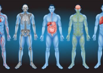 Você sabia? Seu corpo tem um ‘segundo cérebro’; saiba qual é
