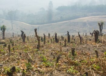 Mapa do desmatamento: áreas críticas e avanços na fiscalização do Ibama em 2026