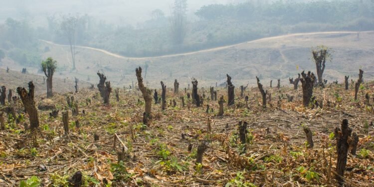 Mapa do desmatamento: áreas críticas e avanços na fiscalização do Ibama em 2026