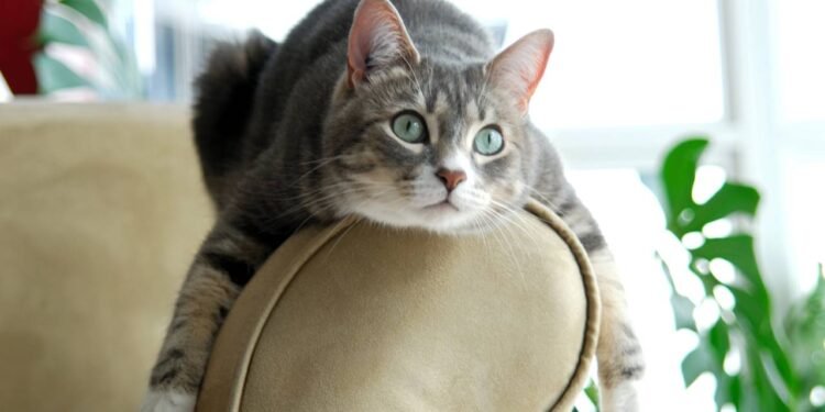 Seu gato é idoso? Saiba quando seu pet está envelhecendo e cuidados essenciais