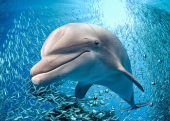 Por que os golfinhos e algumas aves dormem com um olho aberto e metade do cérebro acordado?