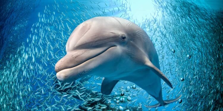 Por que os golfinhos e algumas aves dormem com um olho aberto e metade do cérebro acordado?