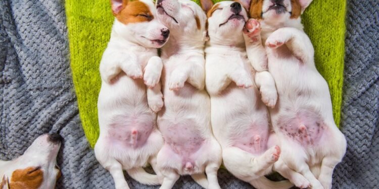 Créditos: depositphotos.com / zannaholstova