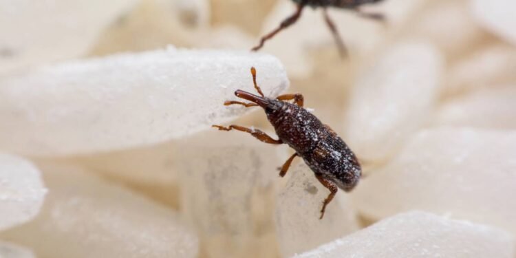 Créditos: depositphotos.com / Tevalux11