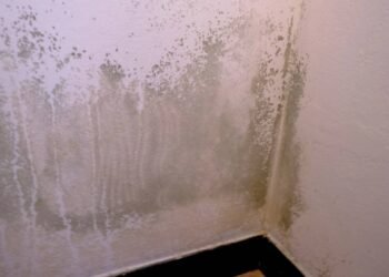 Parede com mofo: saiba como eliminar com mistura poderosa