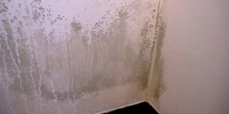 Parede com mofo: saiba como eliminar com mistura poderosa