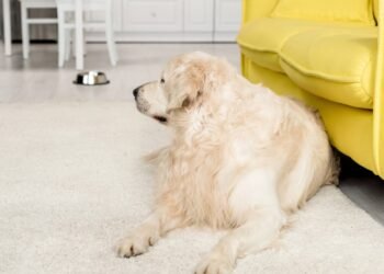 Casa com cachorro: saiba o que não usar na hora da limpeza da casa