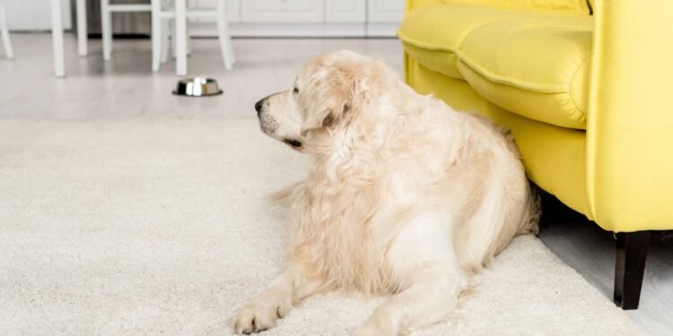 Casa com cachorro: saiba o que não usar na hora da limpeza da casa