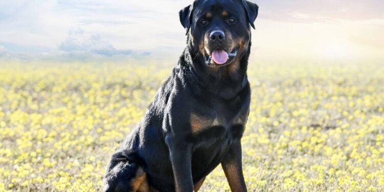 Créditos: depositphotos.com / cynoclub