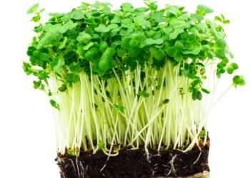 Saiba por que o agrião foi considerado o vegetal mais saudável do mundo