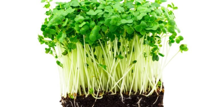 Saiba por que o agrião foi considerado o vegetal mais saudável do mundo