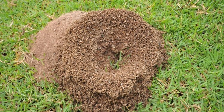 Créditos: depositphotos.com / mazikab