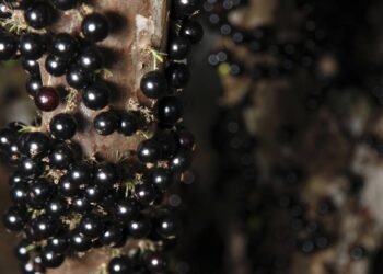 A fruta brasileira que reduz açúcar no sangue: como consumir jabuticaba no dia a dia