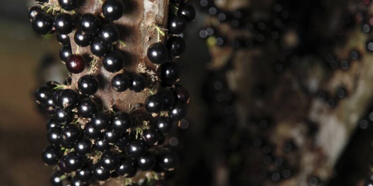 Créditos: depositphotos.com / sidneydealmeida