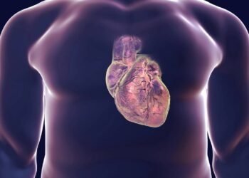 O músculo que nunca cansa: a engenharia por trás do coração humano