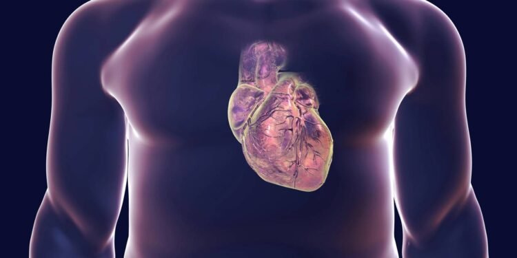 O músculo que nunca cansa: a engenharia por trás do coração humano
