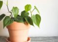 Onde comprar plantas em Brasília? Conheça 5 lugares