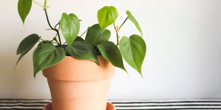 Onde comprar plantas em Brasília? Conheça 5 lugares