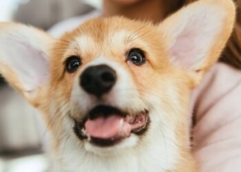 Adoção internacional de pets: como funciona o processo para levar um animal