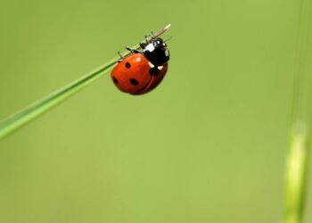 Joaninhas em casa? Saiba por que elas aparecem e o que fazer