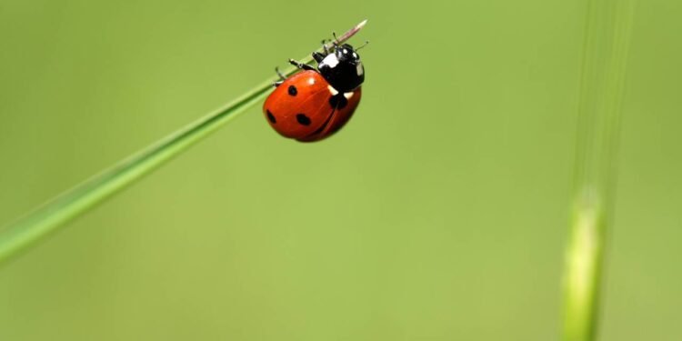 Joaninhas em casa? Saiba por que elas aparecem e o que fazer