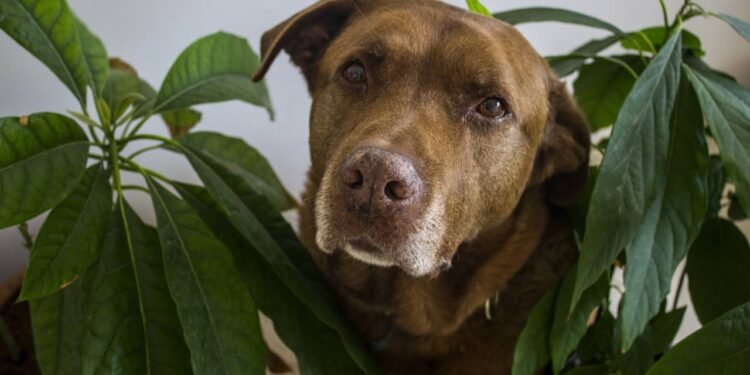 Créditos: depositphotos.com / maya_shustov