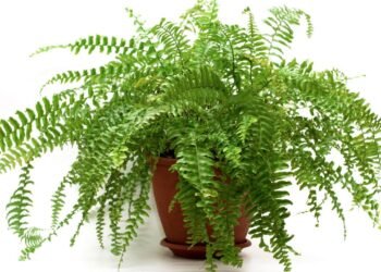 5 plantas que purificam o ar e você pode ter dentro de casa